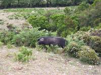 019 Parco Nazionale Genagentu